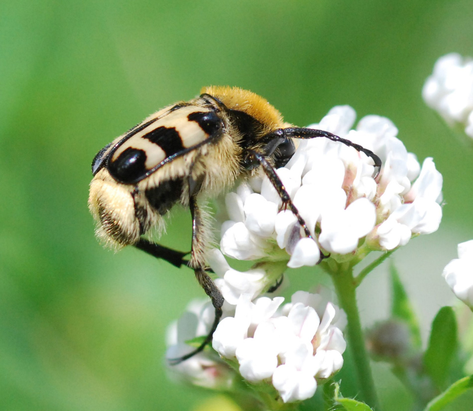 Trichius sp. e Trichius fasciatus